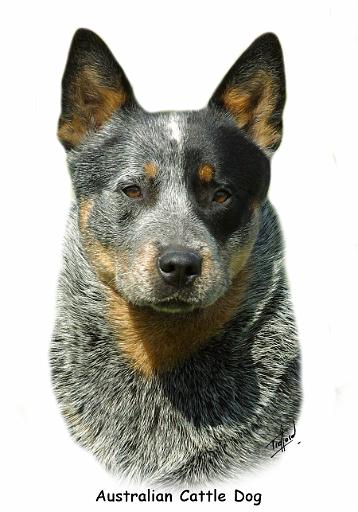 Australian Cattle Dog 9F061D-04_2.JPG
